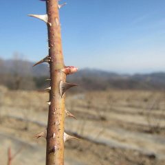 ほんの少しだけですが芽が伸びています