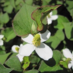 純白の花が咲き始めました