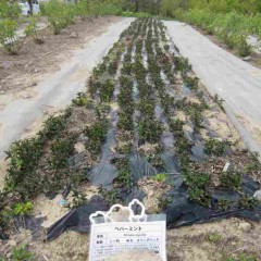 農場のペパーミントは一段と大きくなりました