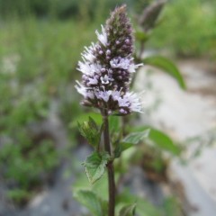 ペパーミントは均整のとれた三角錐の花穂