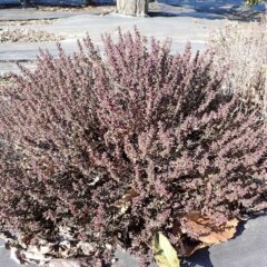 真冬の農場では紅葉しているタイム・ブルガリス