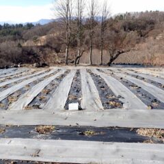 鹿に食べられてしまったブラックマロウ畑