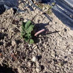 少しずつ新しい葉が育って来ています