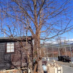 カリンの枝切り作業