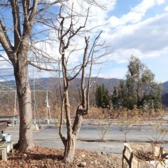 枝切り作業終了！　スッキリしました