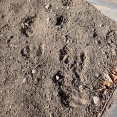 ここにも鹿の足跡が！