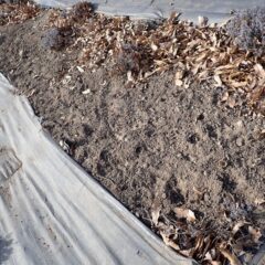 我が物顔でラベンダー畑を走り回った跡もありました