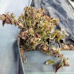 葉がチリチリに凍てしまったレモンバーム