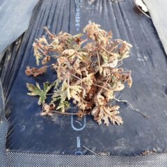 寒さに耐えきれず葉を枯らしたローズゼラニウム