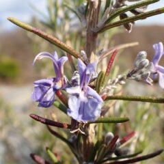 真冬に咲くローズマリー