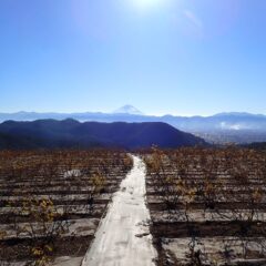 冬晴れのローズ畑