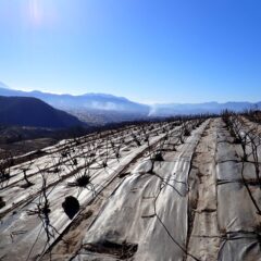 ローズの剪定作業は順調に進んでいます