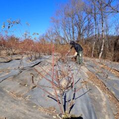 寒さに耐えながら黙々と剪定作業を続けています
