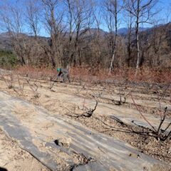 凍える様な寒さの中で剪定作業は続いています