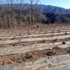 ローズの剪定作業はこちらの畑に移っています