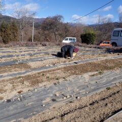 カモマイル畑でも防寒対策をして除草作業が続いています