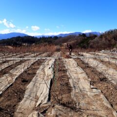 寒風が容赦なく吹いて来ます
