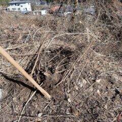 ヨモギの地下茎掘り取り作業