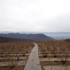 粉雪の舞い散る農場のローズ畑