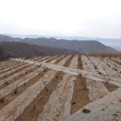 剪定作業の終了したローズ畑