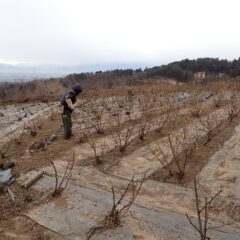 ローズの剪定作業はこちらの畑に移っています