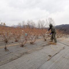 剪定作業は順調に進んでいます
