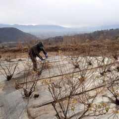 舞い降る雪の中で剪定作業が続いています