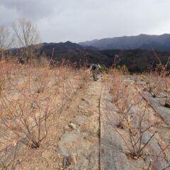 寒さに耐え黙々と剪定作業をしています