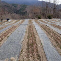 カモマイル・ジャーマン畑の除草作業も続いています