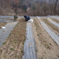 完全防寒体制で除草作業をしています