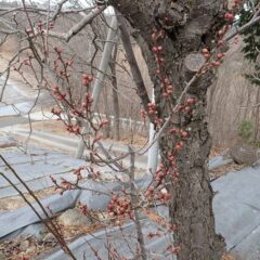 こんな寒さの中でも梅の蕾が膨らみ始めているのを見つけました