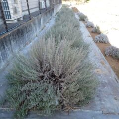 枝が伸び放題になってしまったラベンダー・ストエカス