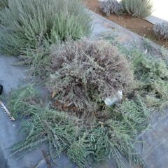 本来は秋に剪定しなければいけないのですが延び延びになってしまいました