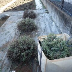 株も大きくなっているので1/3から1/2位に形を整えながら刈り込みました