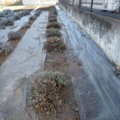 ラベンダー・ストエカスの剪定作業終了