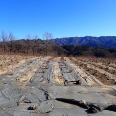 綺麗に整えられて整列しています
