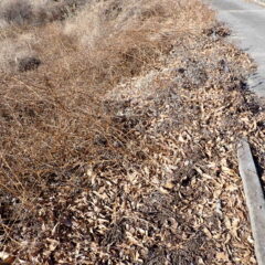 土手に生えているヨモギの地下茎を掘り取ります