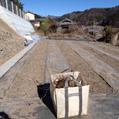 取って来た地下茎をヨモギ畑に移植します