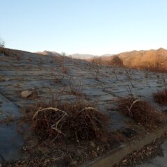 剪定作業で大量の枝が切り落とされました