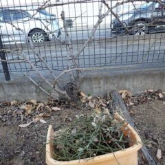 年末の参道側に続き残りの裏側を剪定しました