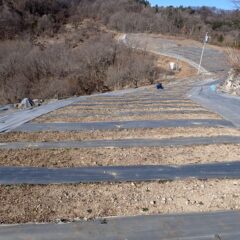 カモマイル・ジャーマンの除草作業