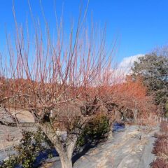 農場の周囲に植えてある梅