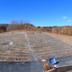 ローズの剪定作業はこちらの畑に移っています