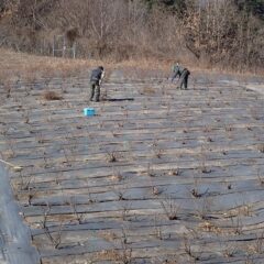 大寒の寒波の中で剪定作業をしています