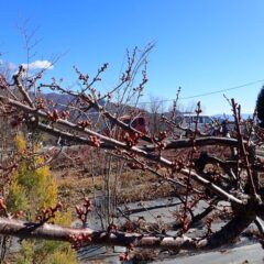 剪定作業の終わった梅の枝には沢山の蕾が付いています