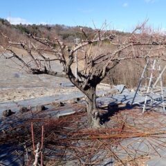 蕾が開く前に大急ぎで剪定作業をしました