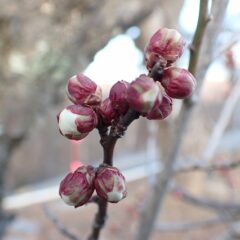 大寒の寒波の中でも蕾が膨らみ始め、最初の一輪が開花しました