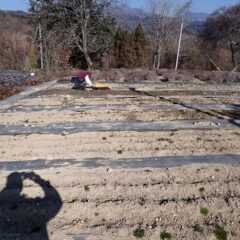 カモマイル・ジャーマン畑の除草作業が続いています