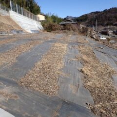 閑散としたヨモギ畑