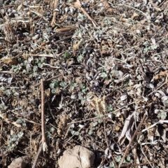 よく見るとヨモギの新芽が出て来ています